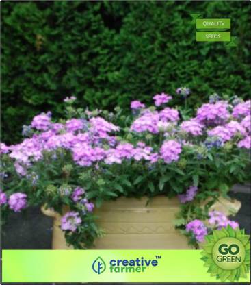creative farmer Blue Vervain Seed