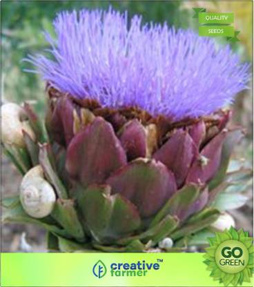 creative farmer Artichoke Green Globe Seed