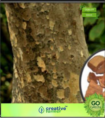 creative farmer Tree Seeds For Front Yard Koha Tree Seeds Seed