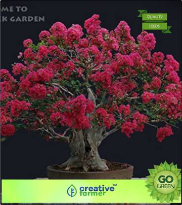 creative farmer Jarul Seed