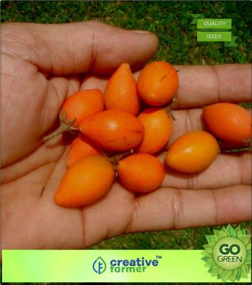 creative farmer Fruit Seeds Ranjal Cherry Seeds For Farming Seed