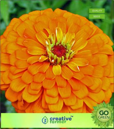 creative farmer Zinnia Elegans Canary Bird Yellow Seed