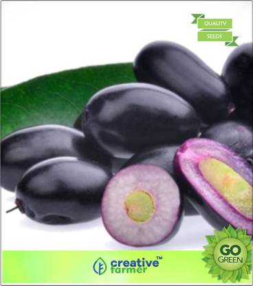 creative farmer Fruit Seeds Plum Fruit Seeds - Jambul Fruit Seeds Seed