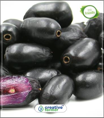 creative farmer Rohini Nakshathra Tree Seeds- Njaval Tree Kitchen Garden Plant Seeds 5Indoor, Outdoor Kitchen Garden Plant Seeds Seed