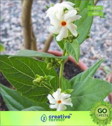 creative farmer Night-Blooming Sad Tree Seed