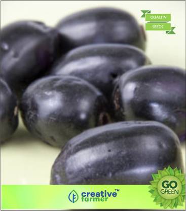 creative farmer Fruit Seeds Damson Plum - Jamun Fruit Seeds Fruit Seeds For Garden Seed