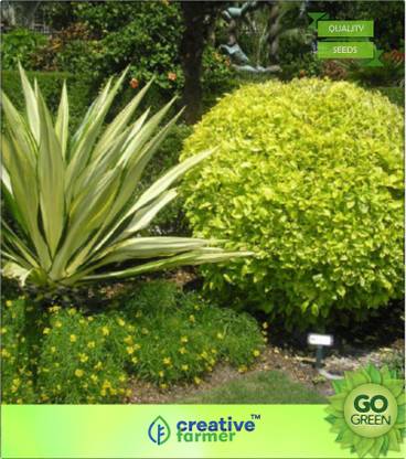 creative farmer Variegated Pigeon Berry Seed