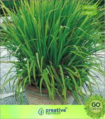 creative farmer Lemon Grass - Citronella Grass Seed