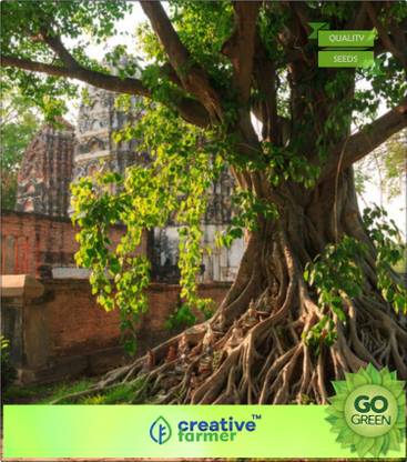 creative farmer Bodhi Tree Seeds Ficus Religiosa Seeds 500 Seeds Forest Tree Seeds Seed