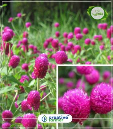 creative farmer Vadamalli - Gomphrena Flower Seeds Mixed Colour Kitchen Garden Plant Seeds 20Indoor, Outdoor Kitchen Garden Plant Seeds Seed