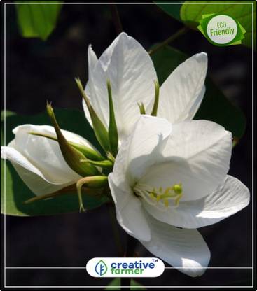 creative farmer Mandaram Flower Kerala Plant Seeds For Balcony Kitchen Garden Plant Seeds 20Indoor, Outdoor Kitchen Garden Plant Seeds Seed