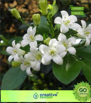 creative farmer Small, White, Scented Flowers Seed