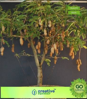 creative farmer Fruit Seeds Tamarind Tree Seeds For Growing Fruit Seeds For Home Depot Bonsai Plant Seeds Seed