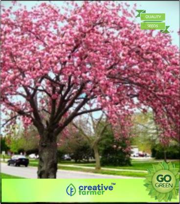 creative farmer Flower Tree Seeds : Cherry Tree Seeds Premium Kitchen Garden Plant Seeds Seed