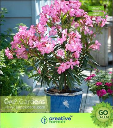 creative farmer Flowering Tree Seeds : Nerium Oleander Bee Mix Or Container Gardening Premium Kitchen Garden Plant Seeds Seed