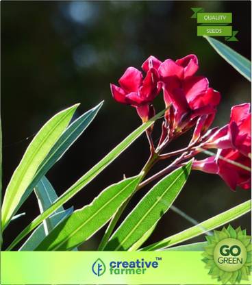 creative farmer Nerium Oleander - Sivappu, Arali, Sevvarali, Alari, Aatrulari Seed
