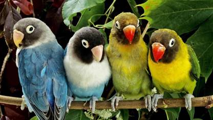 Myimage Beautiful Parrot Digital Printing Print on Cloth Canvas Art