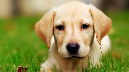 MNTC Beautiful Dogs Poster (Paper Print, 12x18 inch) Paper Print