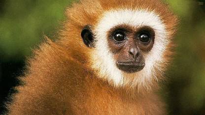 Beautiful Monkey Poster Paper Print