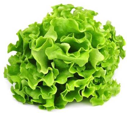 AllThatGrows Lettuce Seeds, Green Leaf Lettuce Salad Seeds Pack of 1000 Seed