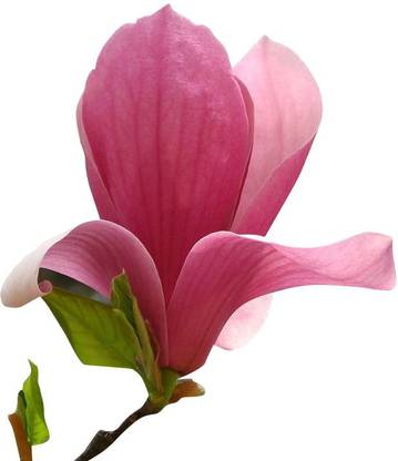 Nema Pink Magnolia Seed