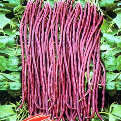 Nema Red CowPea Seed