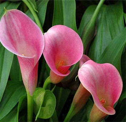 Nema Calla Lily Seeds - Pink Seed