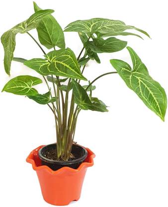 RGDECOR Syngonium Plant