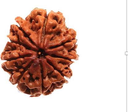 RUDRA DIVINE 100% Original 9 mukhi Rudraksha with Certificate of Originality Wood Pendant