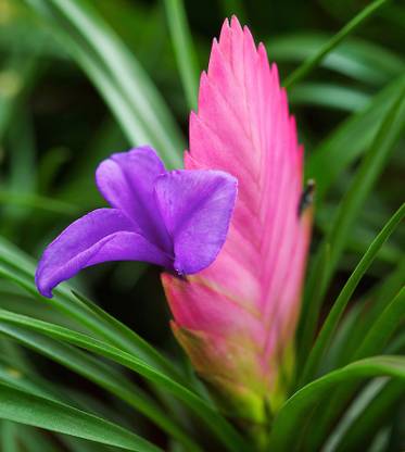 Nema Tillandsia cyanea Seed