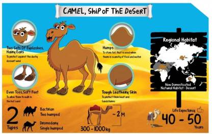 Animal Chart for Kids - Camel Poster - Size A3- 11.7 X 16.5 inches Paper Print