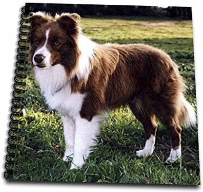 3dRose db_1262_2 Border Collie Tan and White Memory Book, 12 by 12 Inch