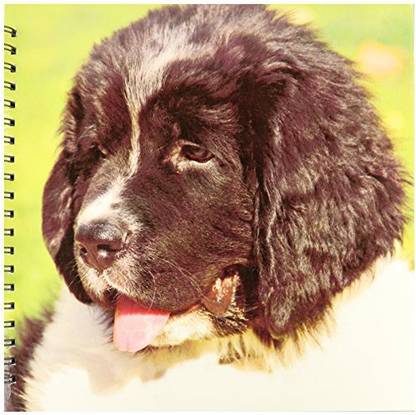 3dRose db_93608_2 Oregon, Portland, Landseer Newfoundland Dog Puppy Us38 Bja0526 Jaynes Gallery Memory Book, 12 by 12 Inch