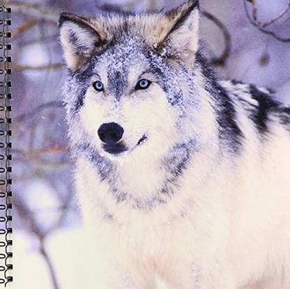 3dRose db_83899_1 Timber Wolf, Canis Lupus NA02 DNO0319 David Northcott Drawing Book, 8 by 8 Inch