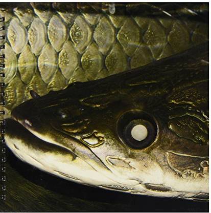 3dRose db_46357_2 Arapaima Or Pirarucu Face Detail, Arapaima Gigas Largest Freshwater Fish Memory Book, 12 by 12 Inch