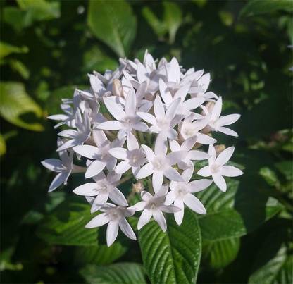 Redoak Dwarf White Lilac Seeds - 100 Pcs Seed