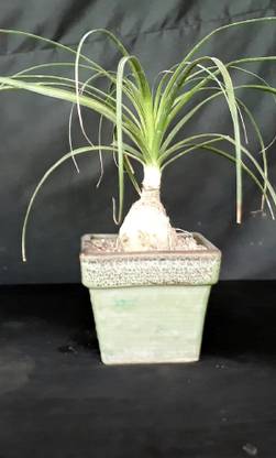 Flora Bonsai Pony Tail Palm.