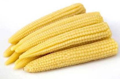 Antier BABY CORN SEED (PACK OF 50 SEED X 3 PER PKTS) 3 PACKET OF BABY CORN Seed
