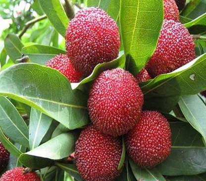 Nema Myrica Gale Fruit Seed