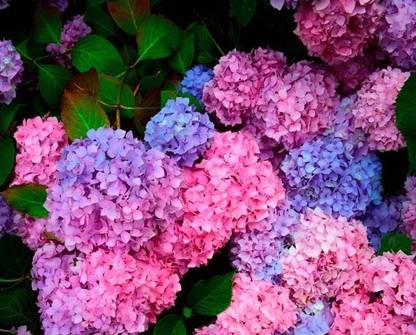 Nema Multi Colour Hydrangea Seed