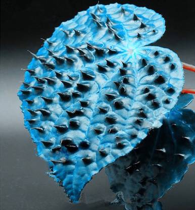 Redoak Coleus Blumei Plant Seeds-Blue and Black -50PCS Seed