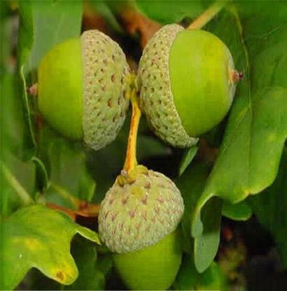 Nema Quercus Alba Shade Acorn Seed