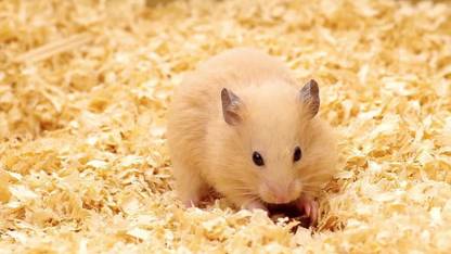 Sage Square 1 Kg Natural Wood Shaving Bedding for Hamster, Dwarf, Mice, Gerbil, Rabbit and Guinea Pig Pet Litter Tray Refill