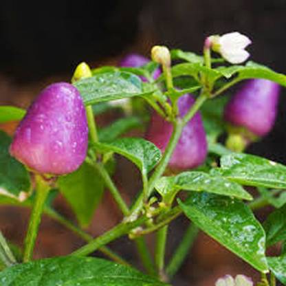 Trothic Loco Chilli purple Vegetable Seeds Hot Pepper Capsicum Seed Seed