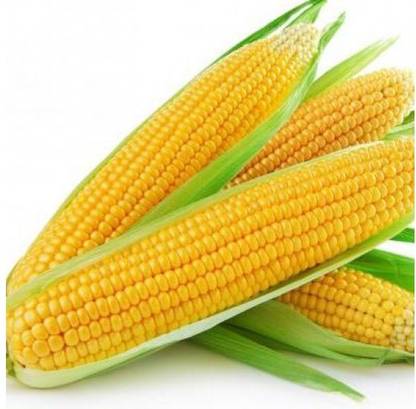 Antier SWEET CORN SEED (PACK OF 50 SEED X 9 PER PKTS) 9 PACKET OF SWEET CORN Seed