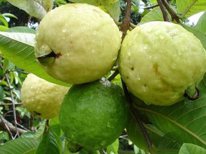 NeLeSa Gardening Guave Seed