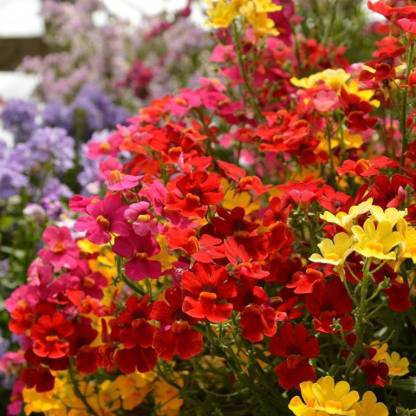 ZONATO Flower seeds Nemesia Flower Best Quality Hybrid seeds pack of 50 Seed