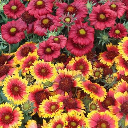 NeLeSa Gardening Gaillardia Seed
