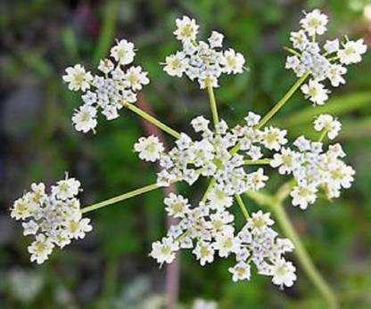 NeLeSa Gardening Jira Herb Seed