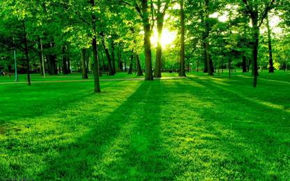 nature green garden Paper Print
